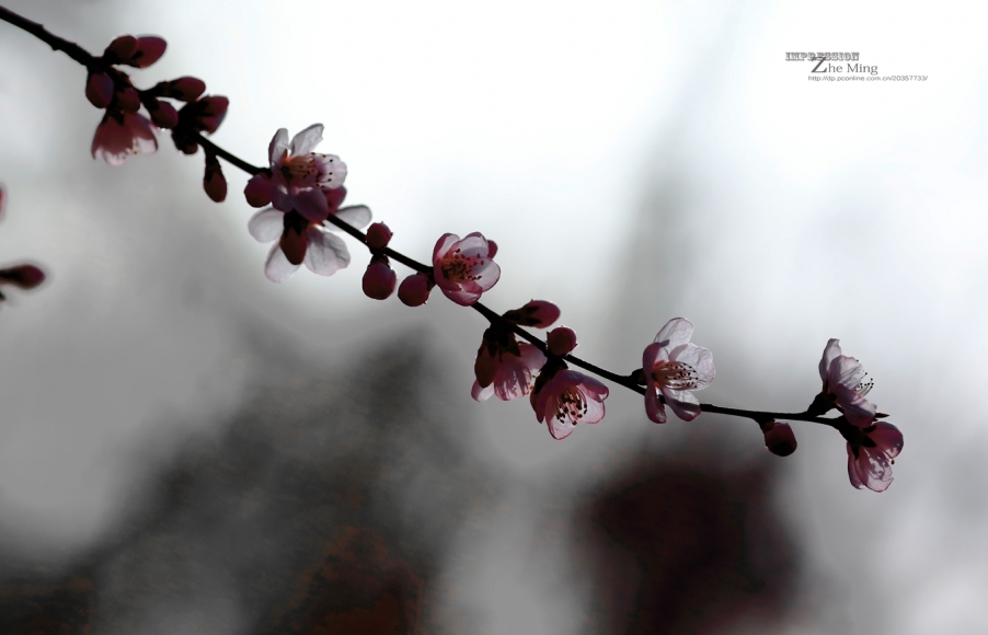 花011.jpg