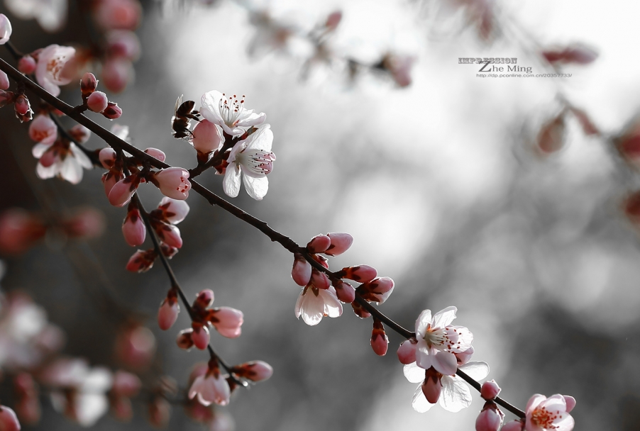 花017.jpg