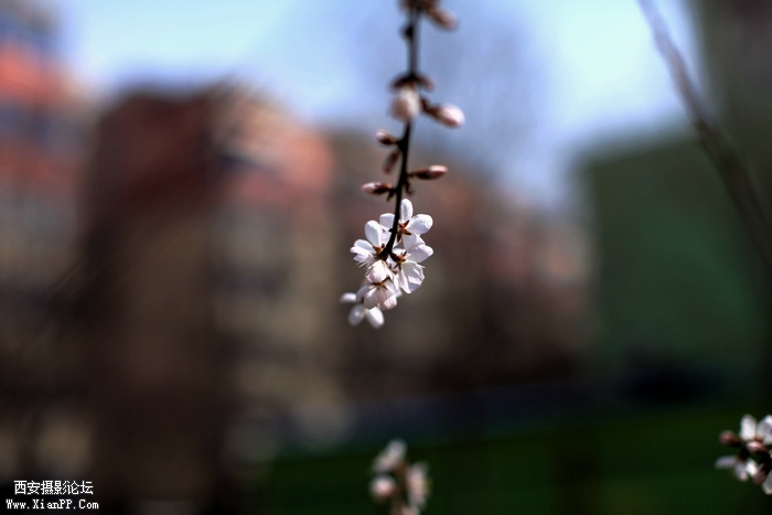 20130304春天的 (10).jpg