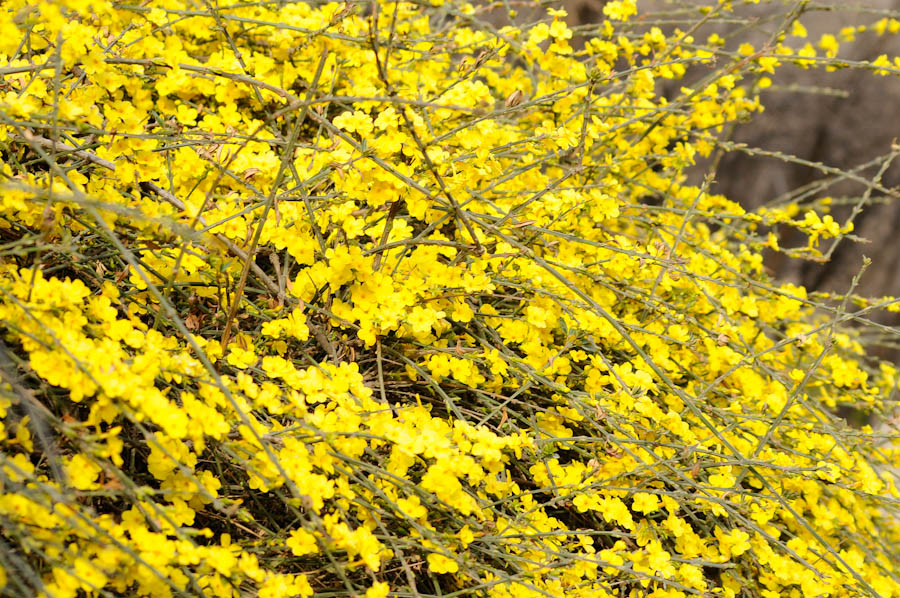 _DSC9833.jpg