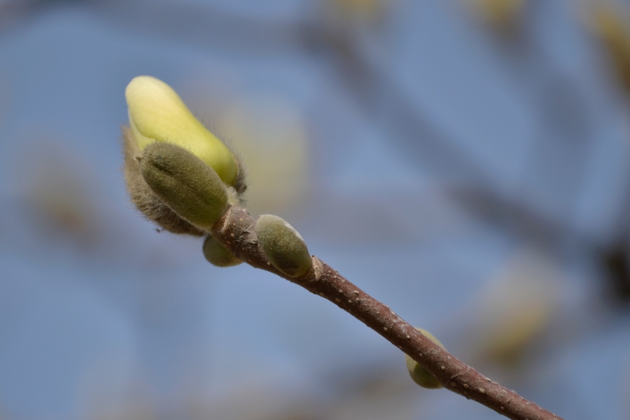 DSC_0110.jpg