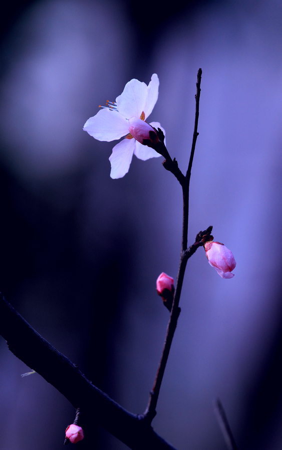 春归26.JPG
