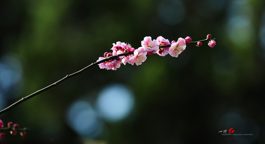 DSC_2897.jpg