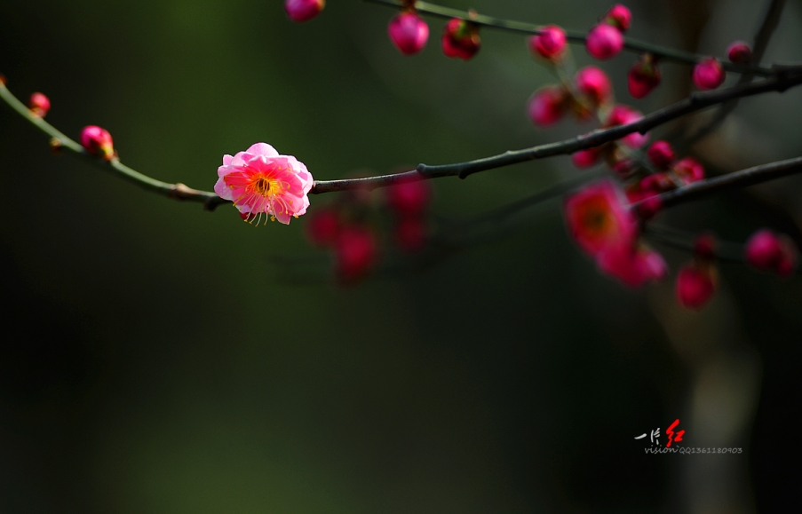 DSC_2899.jpg