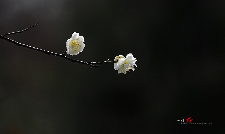 DSC_2904.jpg
