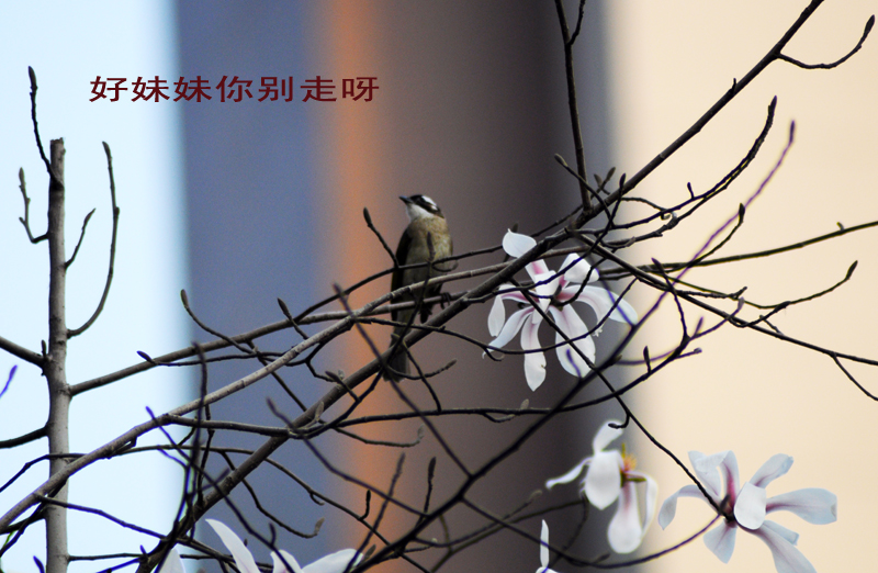 鸟儿3.jpg