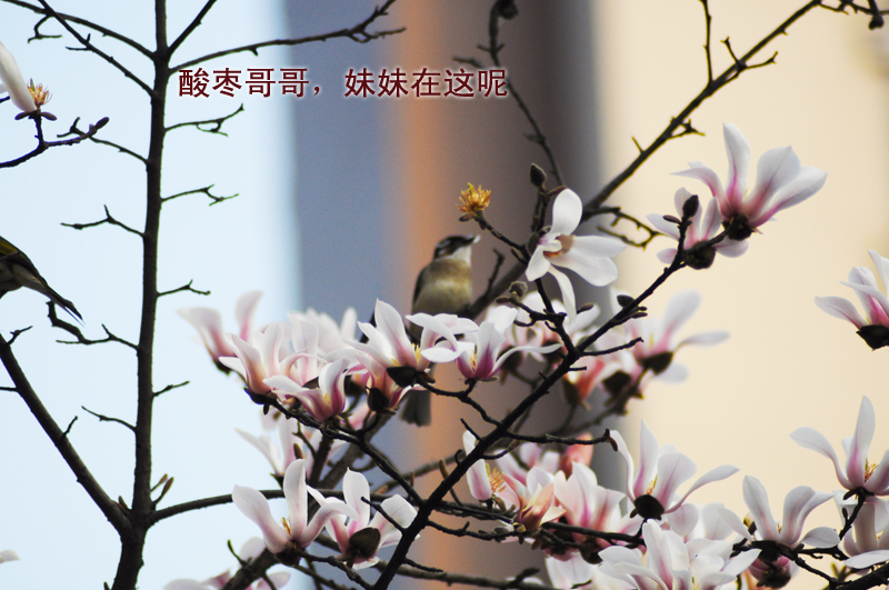 鸟儿4.jpg