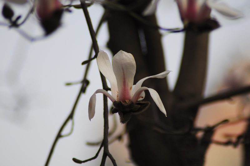 DSC_0287.jpg