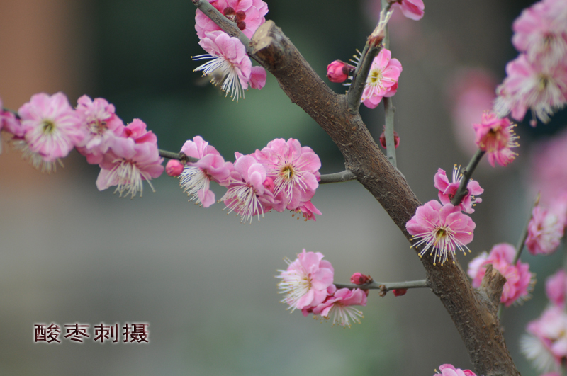 桃花闹春