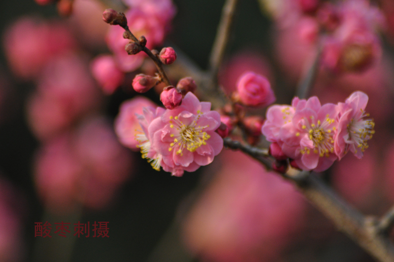 DSC_0180.jpg