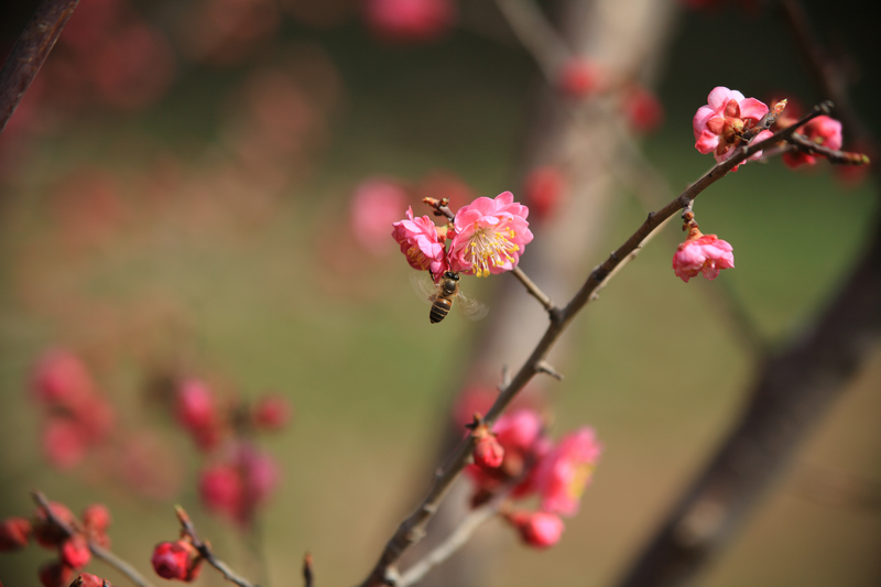 201303满园春色 (8).JPG
