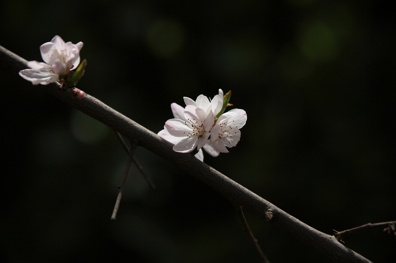 201303满园春色 (10).JPG