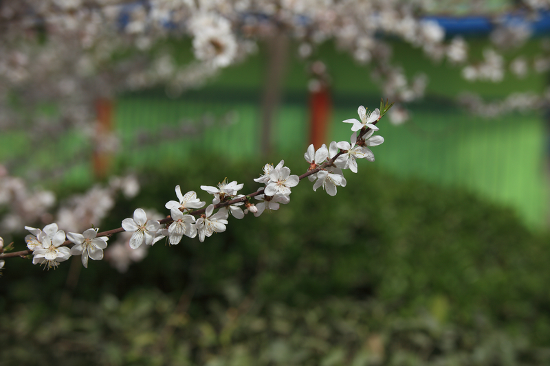 201303满园春色 (11).JPG