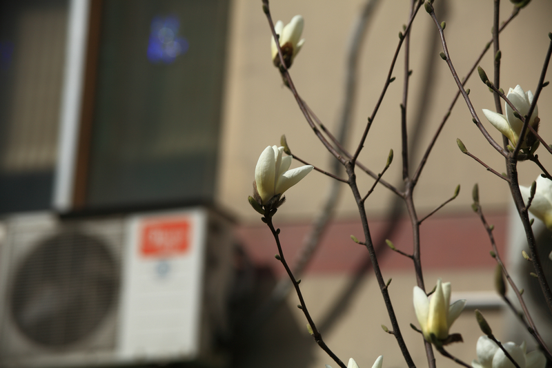 201303满园春色 (12).JPG