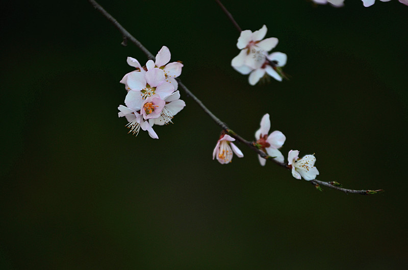 DSC_7919_副本.jpg