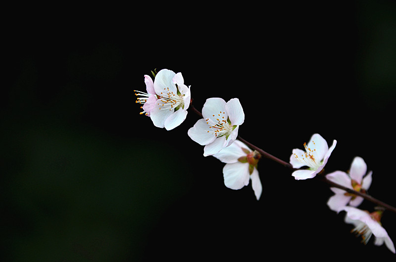 DSC_7943_副本.jpg