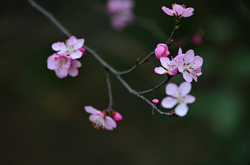 DSC_7959_副本.jpg