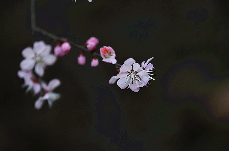 DSC_7990_副本.jpg