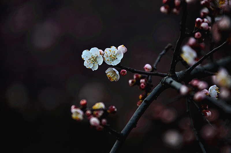 DSC_7995_副本.jpg