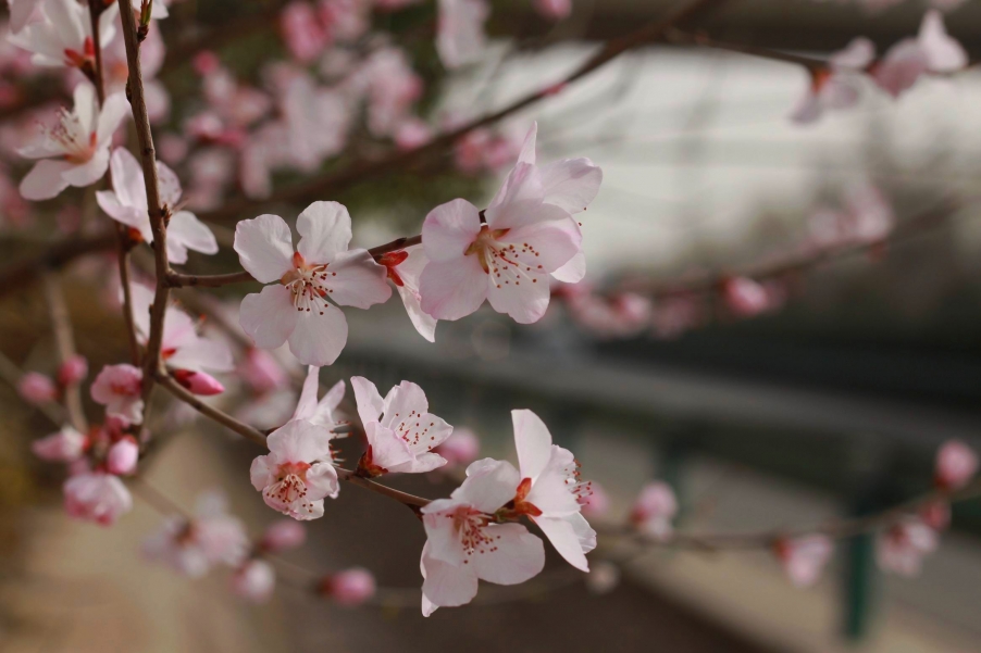 调整大小 IMG_9196a.jpg
