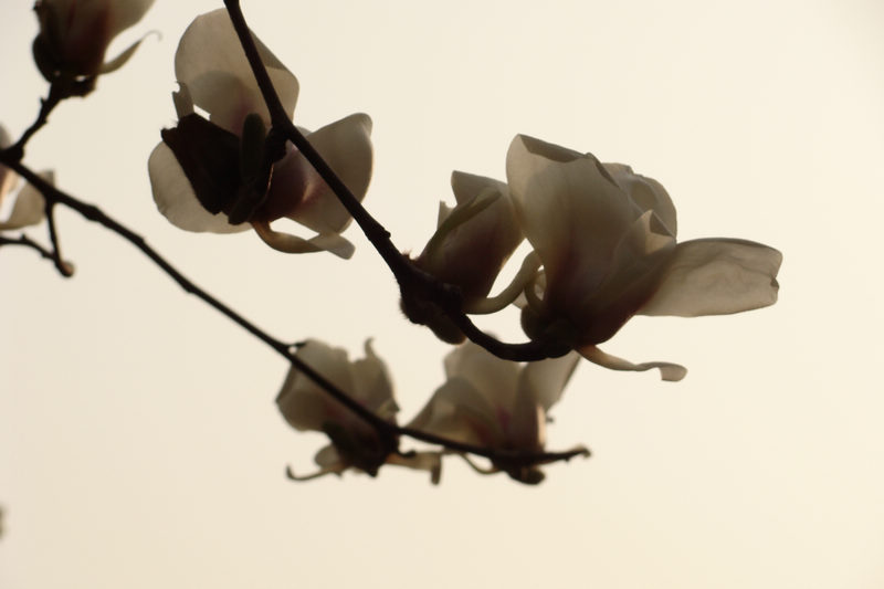 DSC08716.JPG