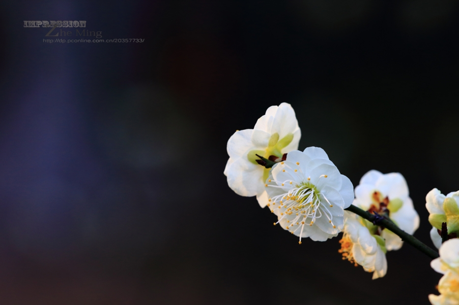 春005.JPG