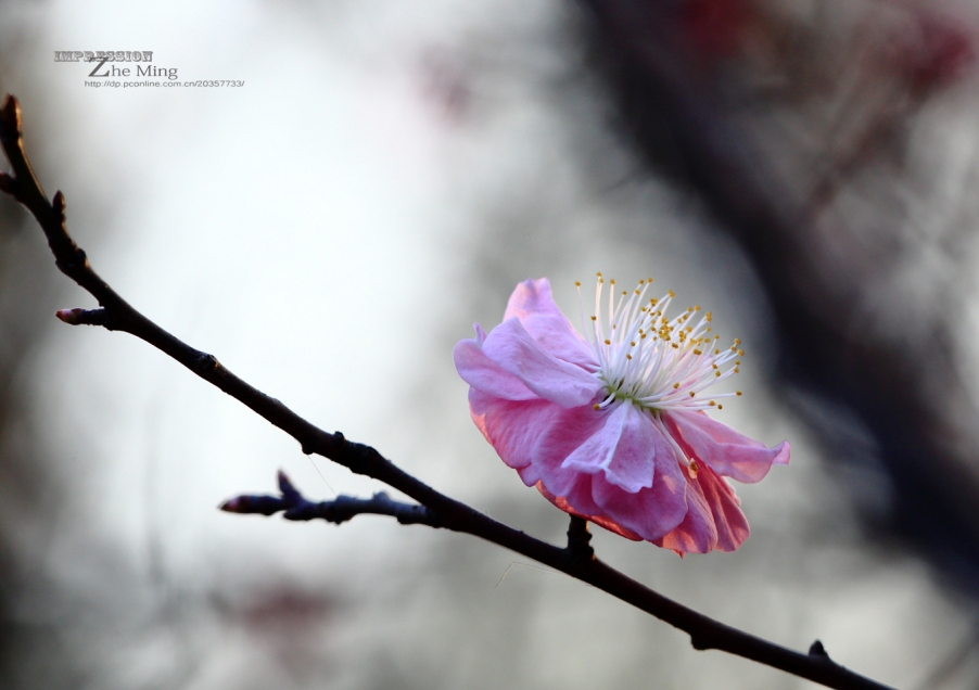 春008.JPG
