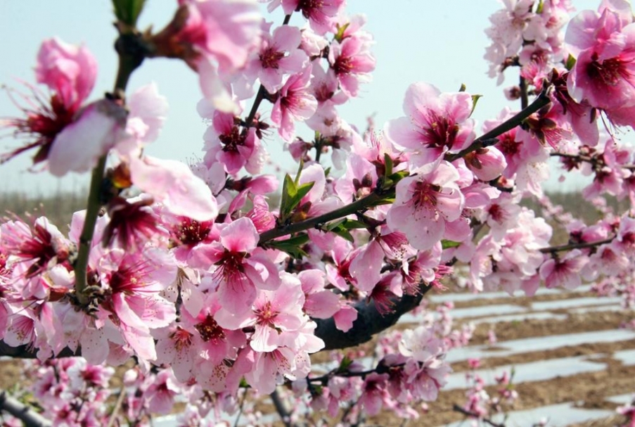 冬去桃花开.jpg