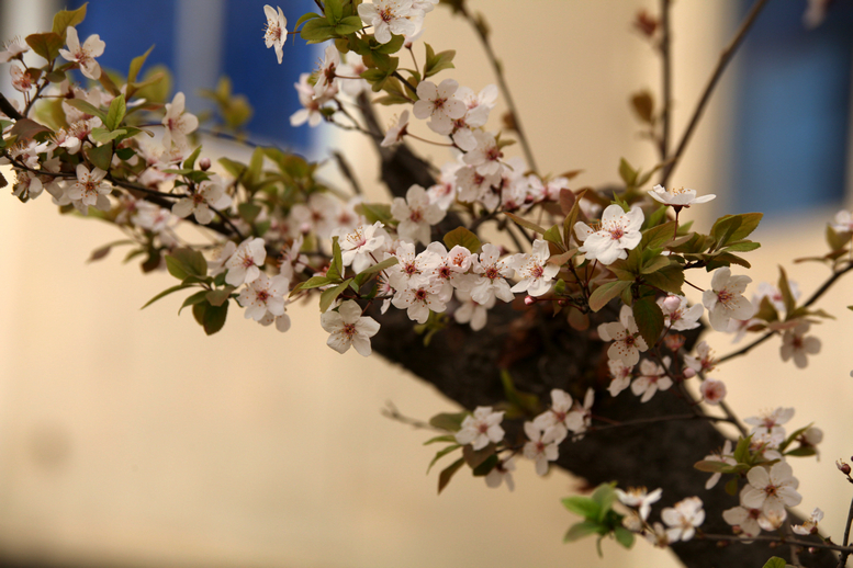 IMG_5520_副本.jpg