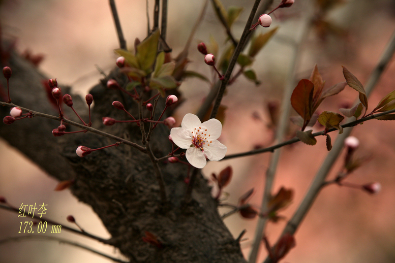 IMG_5526_副本.jpg