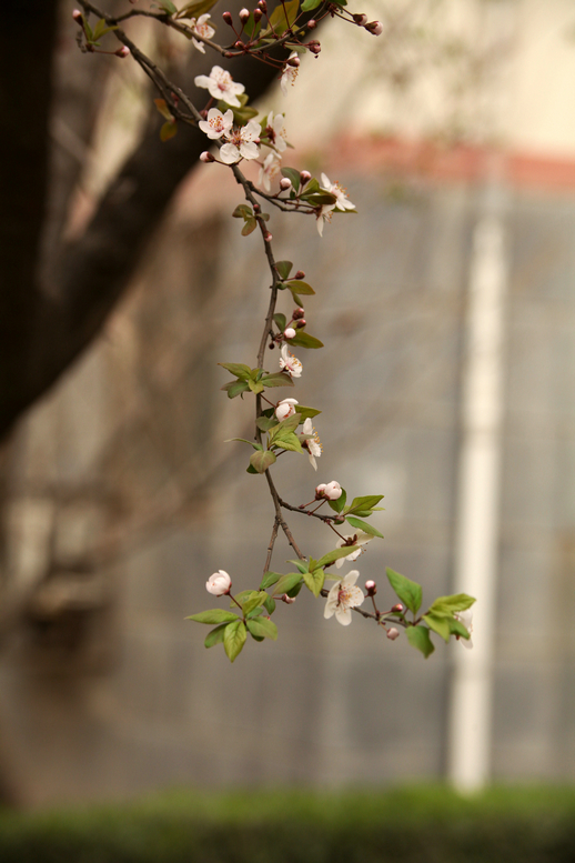 IMG_5530_副本.jpg