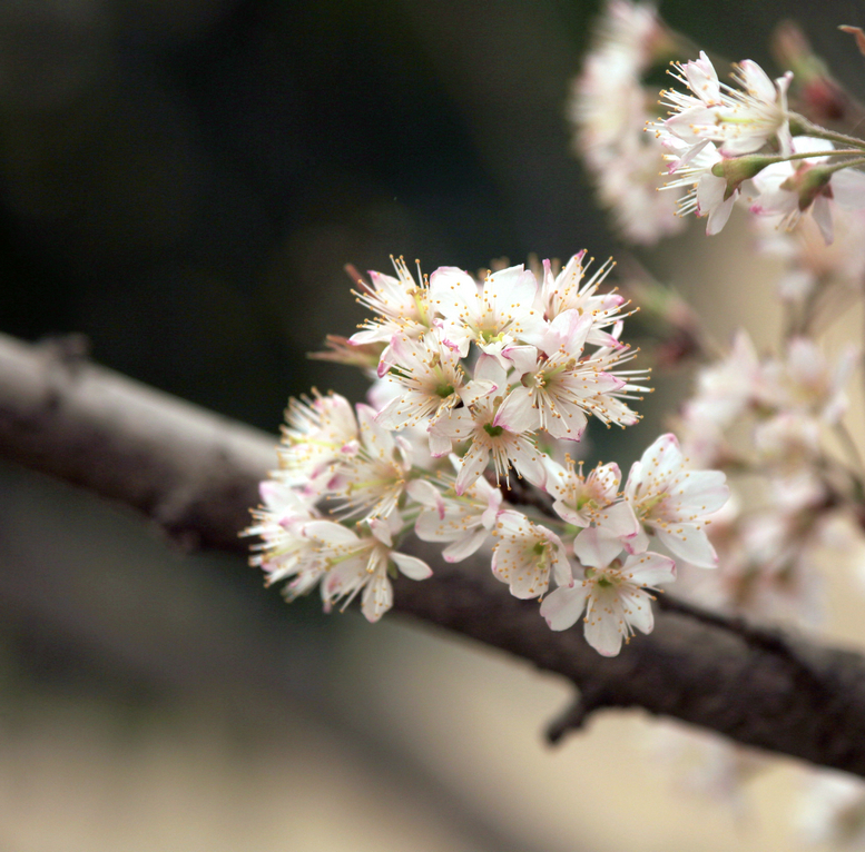 20130309沙尘下的春花 (8).jpg