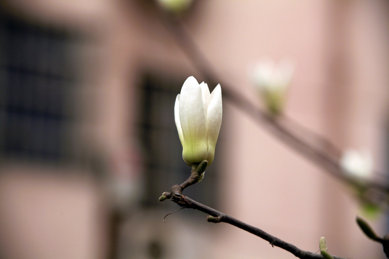 20130309沙尘下的春花 (11).jpg