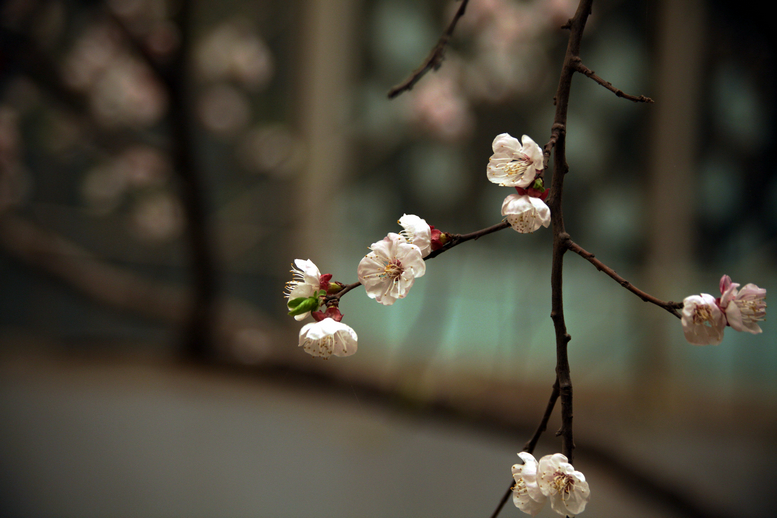 20130309沙尘下的春花 (35).jpg