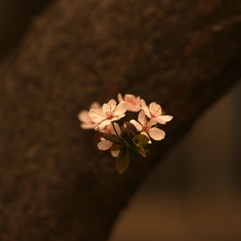 20130309沙尘下的春花 (43).jpg
