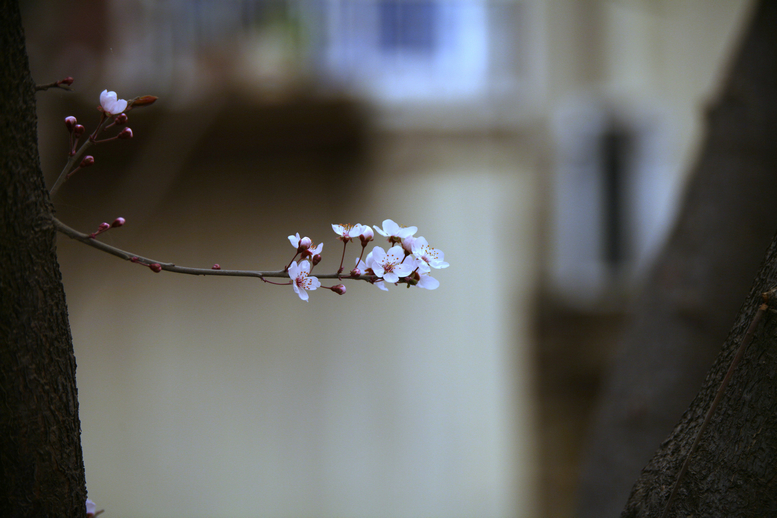 20130309沙尘下的春花 (44).jpg