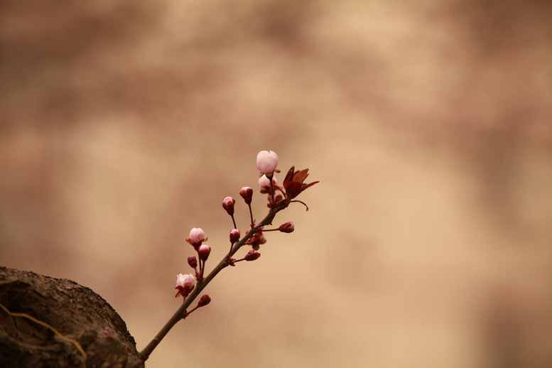 0309沙尘下的春花.jpg