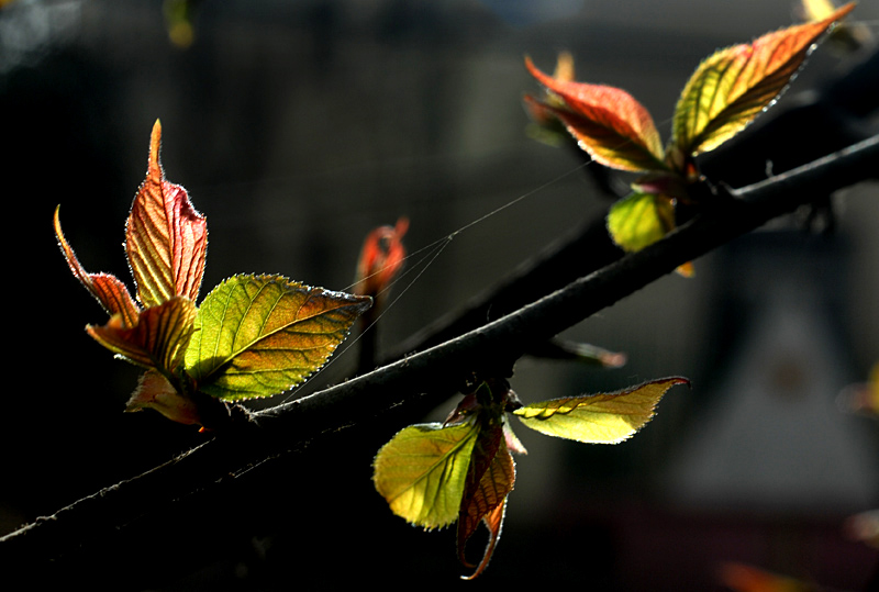 嫩 芽 (5).jpg