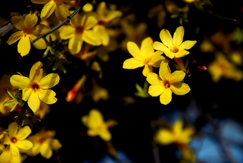迎春 花 (1).jpg