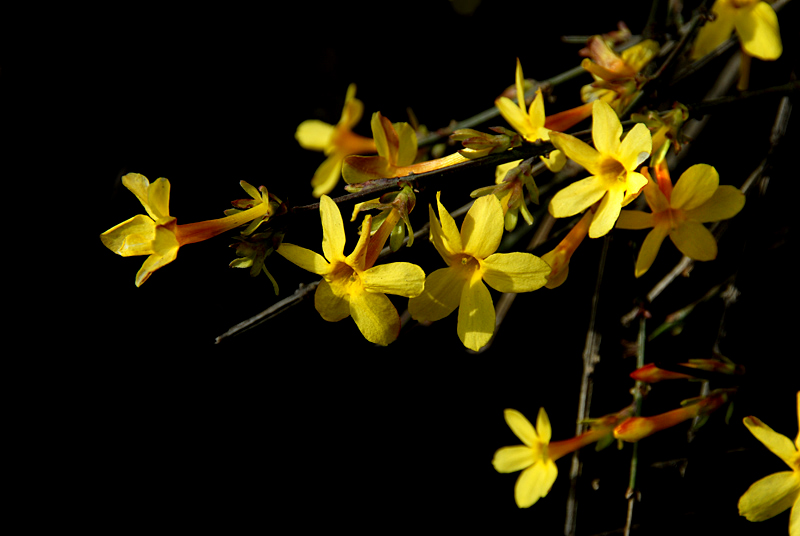 迎春 花 (3).jpg