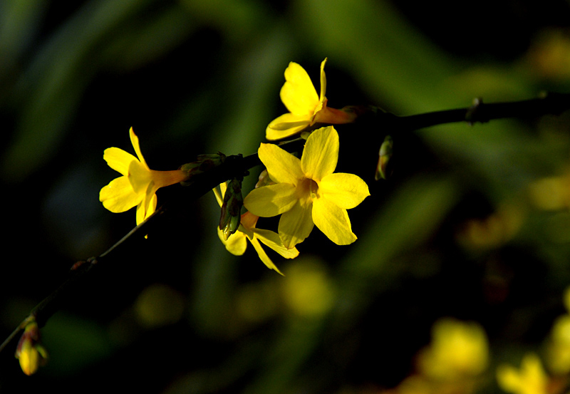 迎春 花 (7).jpg