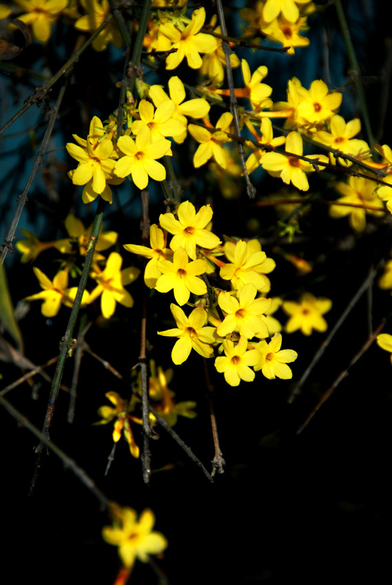 迎春 花 (8).jpg