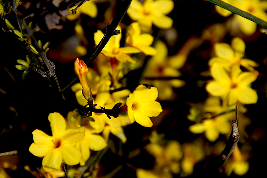 迎春 花 (10).jpg