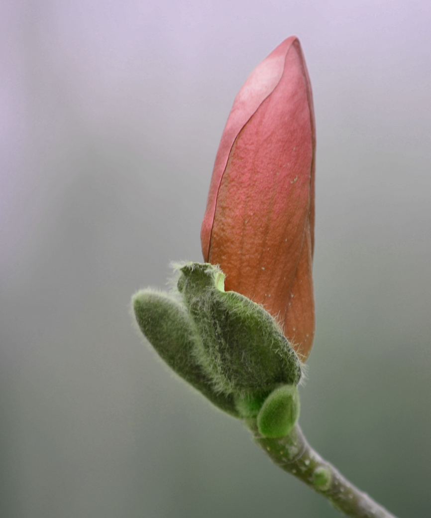 DSC_0002.JPG