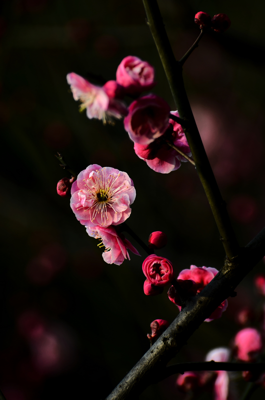 DSC_6024.jpg