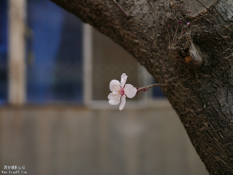 201303明宫，莱美相机 (88).jpg