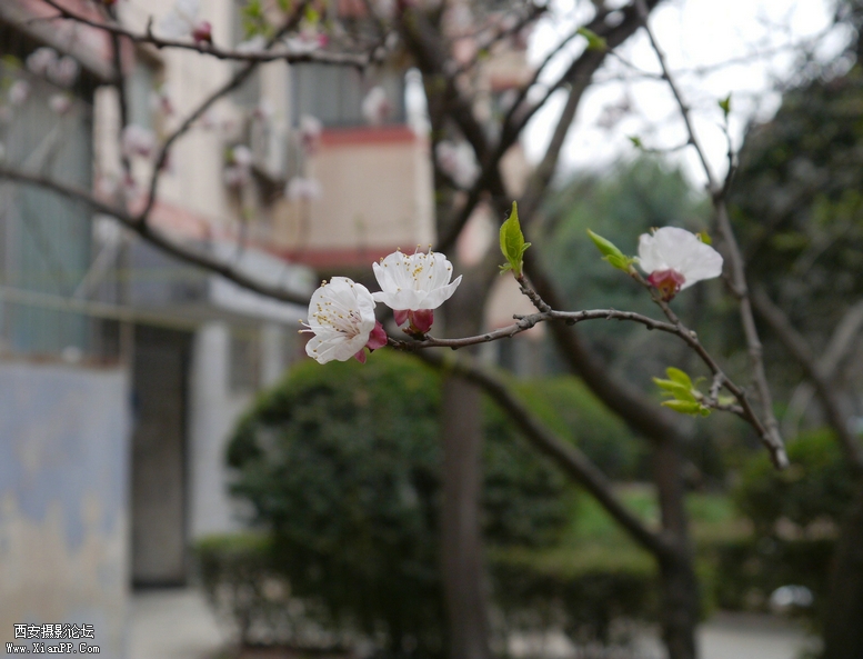 201303明宫，莱美相机 (93).jpg