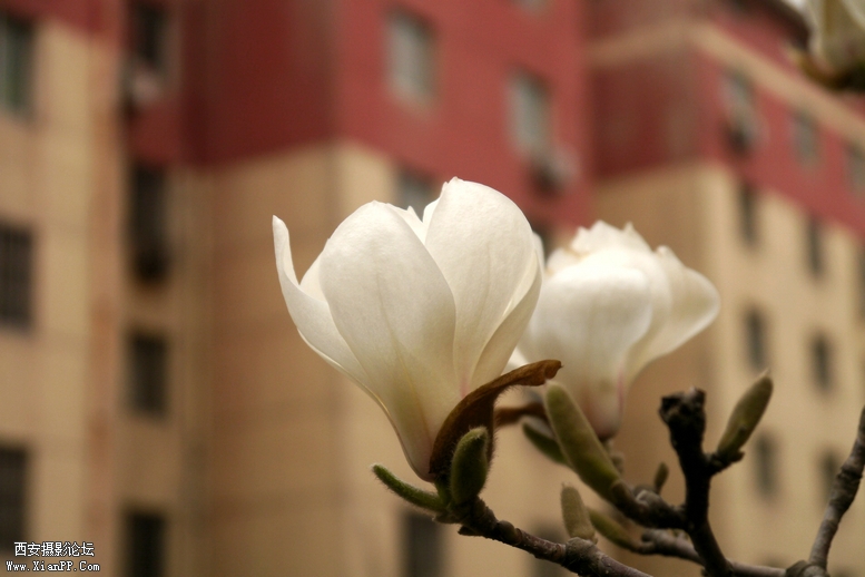 201303明宫，莱美相机 (96).jpg