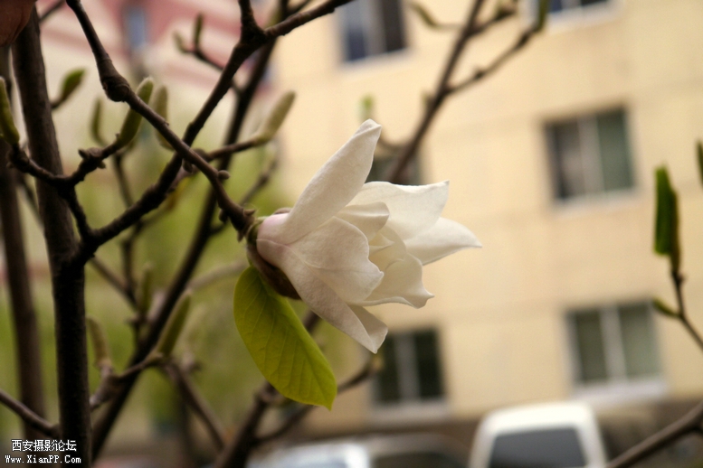 201303明宫，莱美相机 (98).jpg