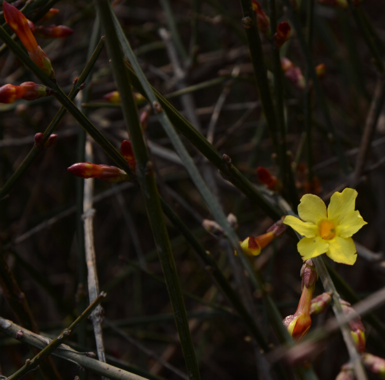 DSC_4263.jpg